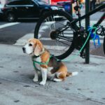 brown and white Beagle puppy corded to bicycle beside street